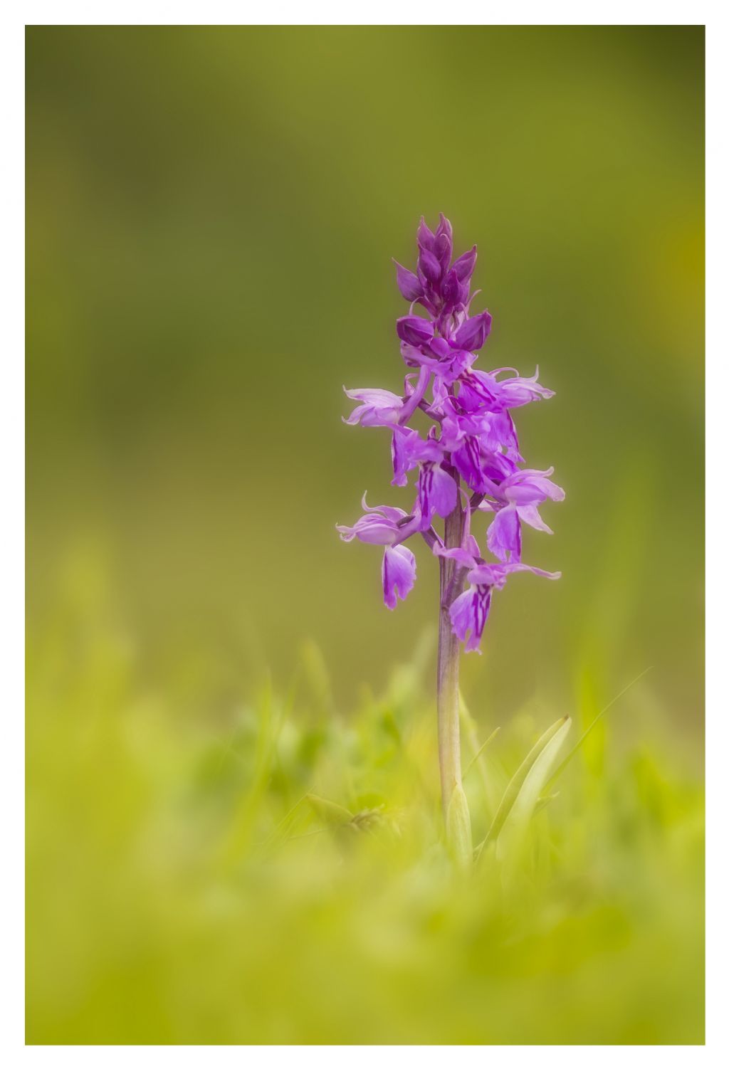 Identificazione orchidea